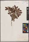 Foto von Salix cinerea L.